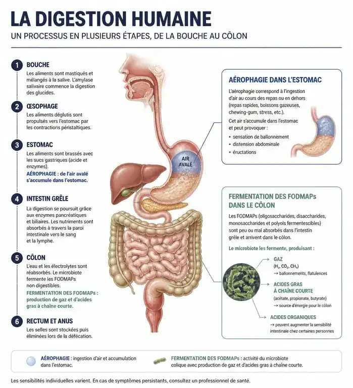 Infographie explicative sur la formation des gaz intestinaux et le processus de digestion