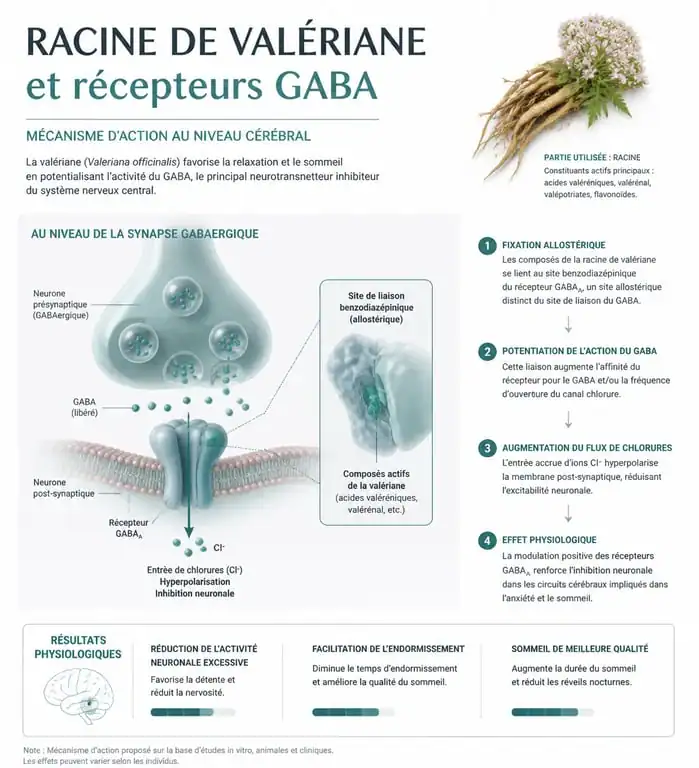Schéma du mécanisme d'action de la valériane et ses bienfaits sur le sommeil et l'anxiété