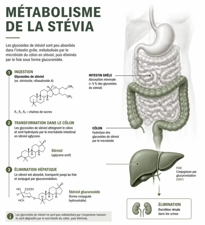 Schéma explicatif du métabolisme de la stévia et son innocuité pour le foie